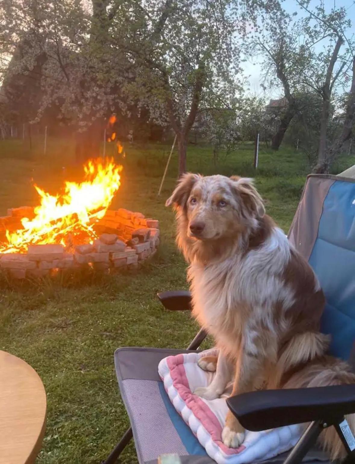 Villaharmony Wartet Auf Familien Mit Hund! Lommatzsch Exteriör bild