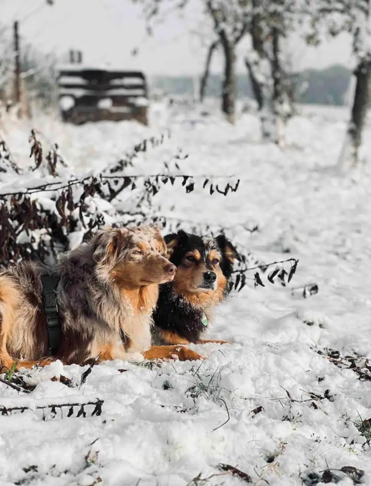 Villaharmony Wartet Auf Familien Mit Hund! Lommatzsch Exteriör bild